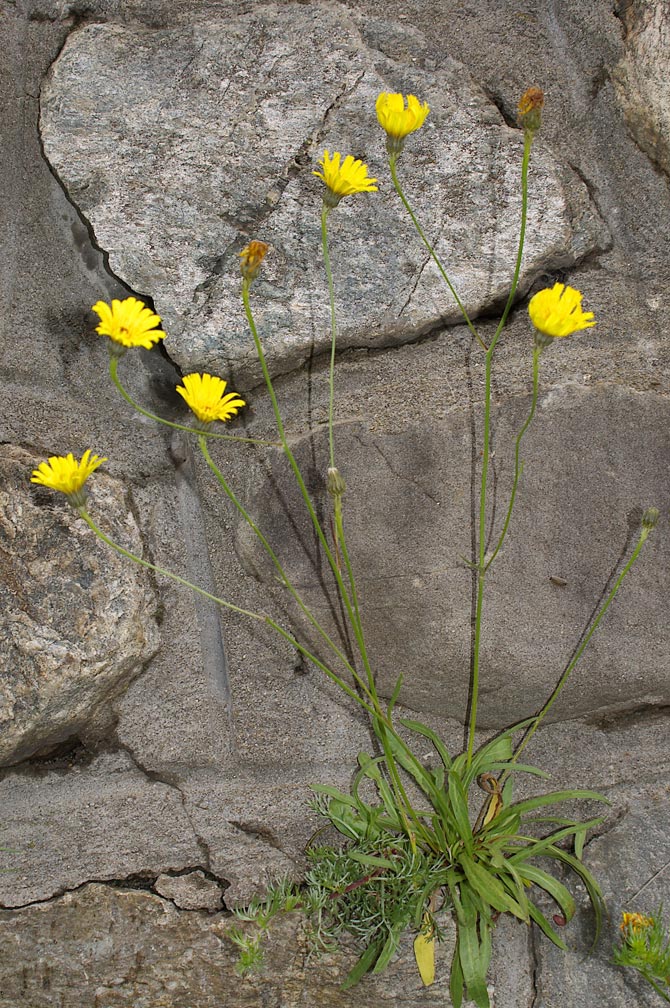 Hieracium staticifolium / Sparviere con le foglie di statice